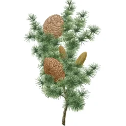 Carrière FrèresCèdre - Cedrus Atlantica Palet Botanique
