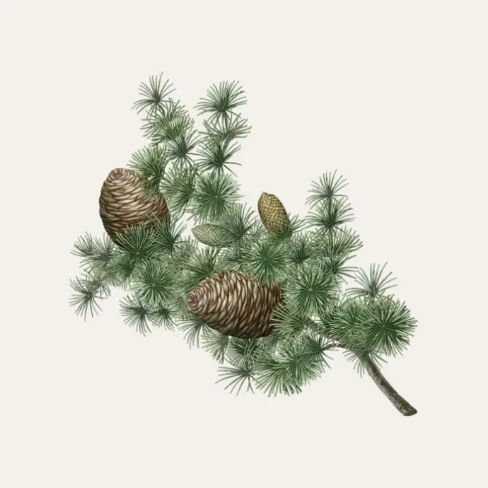 Carrière FrèresCèdre - Cedrus Atlantica Bougie Parfumée