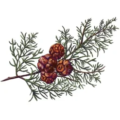 Carrière FrèresCyprès - Cupressus                Bougie Parfumée