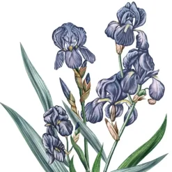 Carrière FrèresIris - Iris Pallida Bougie Parfumée