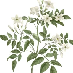 Carrière FrèresJasmin - Jasminum Officinale Bougie Parfumée