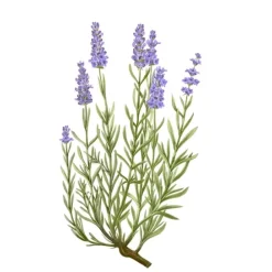 Carrière FrèresLavande - Lavandula Angustifolia Bougie Parfumée