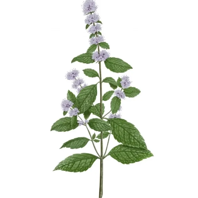 Carrière FrèresMenthe Verte - Mentha Spicata Bougie Parfumée