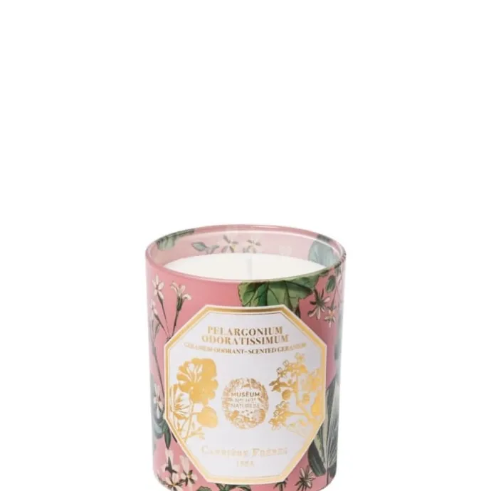 Carrière FrèresPelargonium Odoratissimum - Géranium Bougie Parfumée