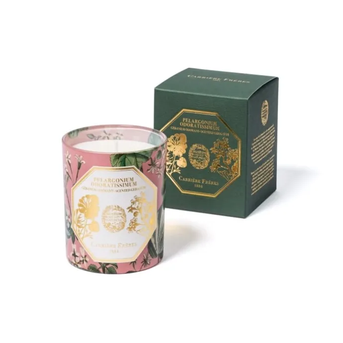 Carrière FrèresPelargonium Odoratissimum - Géranium Bougie Parfumée