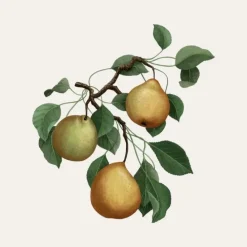 Carrière FrèresPoire - Pirum Bougie Parfumée