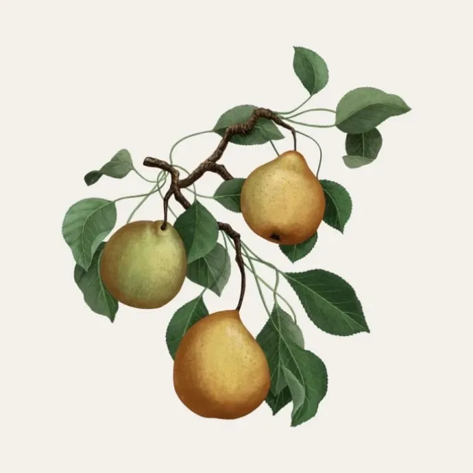 Carrière FrèresPoire - Pirum Bougie Parfumée