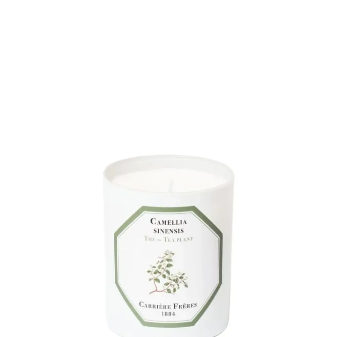 Carrière FrèresThé - Camelia Sinensis Bougie Parfumée