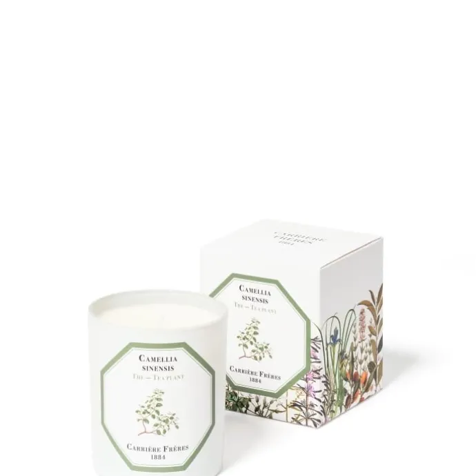 Carrière FrèresThé - Camelia Sinensis Bougie Parfumée