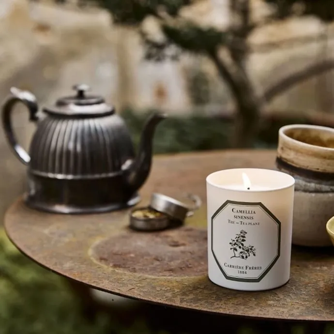 Carrière FrèresThé - Camelia Sinensis Bougie Parfumée