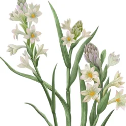 Carrière FrèresTubéreuse - Polientes Tuberosa Bougie Parfumée