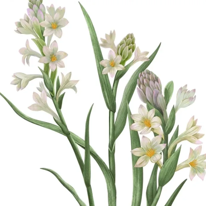 Carrière FrèresTubéreuse - Polientes Tuberosa Bougie Parfumée