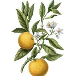 Carrière FrèresYuzu - Citrus Junos                Bougie Parfumée