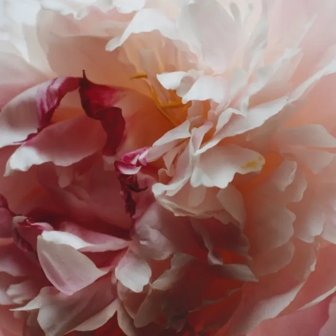 Jo MalonePeony & Blush Suede Cologne