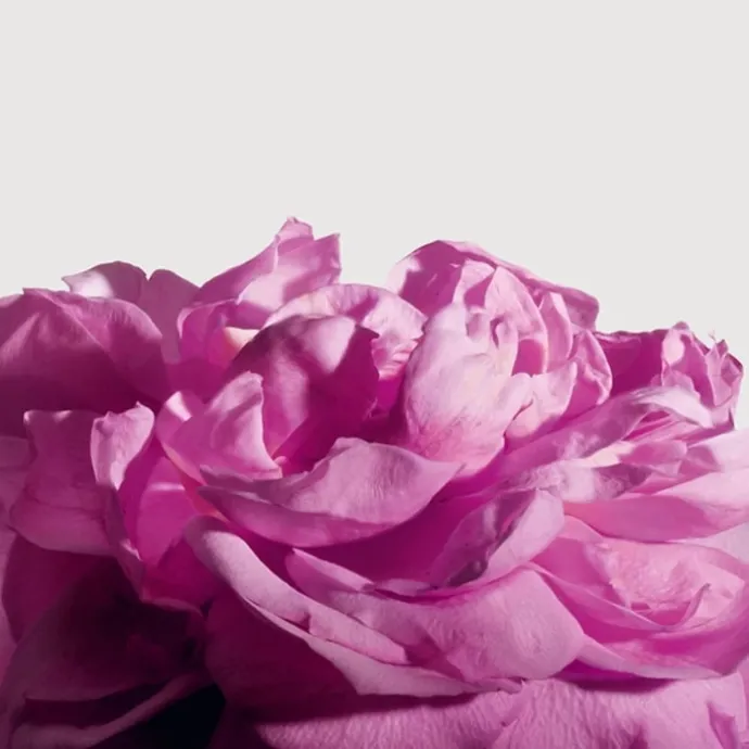 Matière PremièreRadical Rose Extrait de Parfum