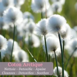 PolaarIcePure Déodorant Minéral au Lichen Arctique